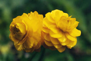 Ranunculus acris 'flore pleno'